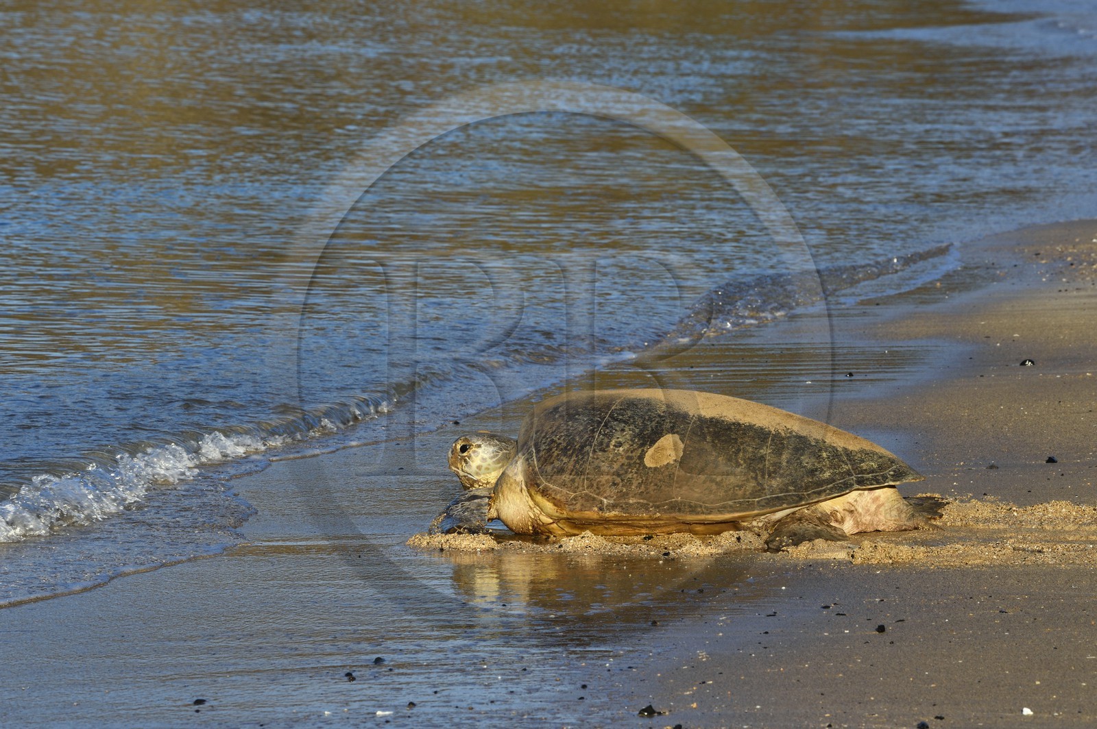 France, Ile de Mayotte, Grande-Terre, Kani-Keli, plage de N’Gouja, tortue verte (Chelonia mydas) rejoignant la mer après la ponte