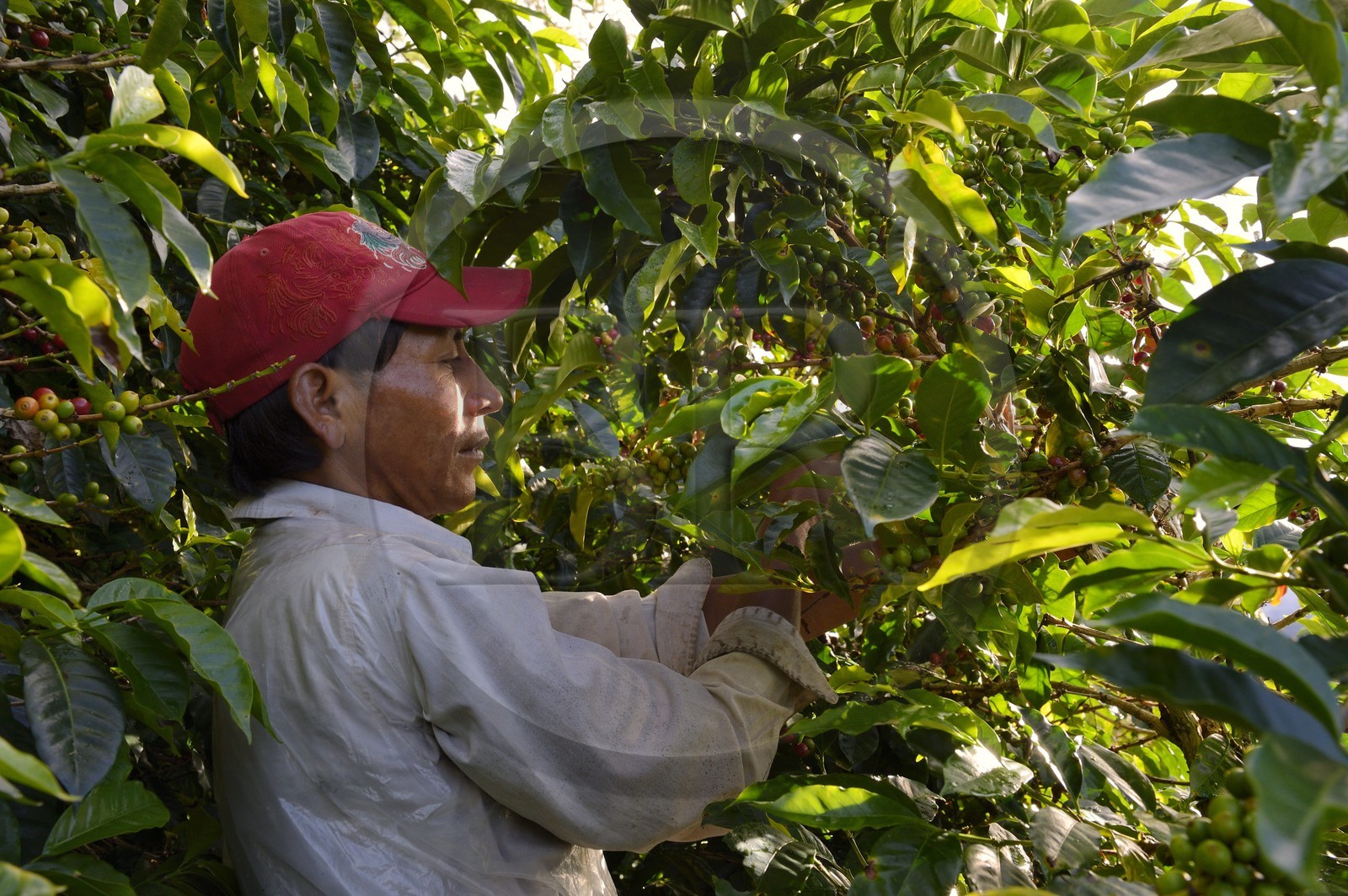 Panama, province de Chiriqui, Boquete, plantation de café Finca Lerida, cueillette des grains de café par un amérindien Nägbe