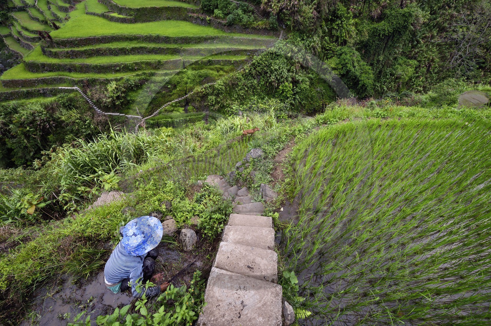 Philippines, province d'Ifugao, les rizières en terrasses de Banaue autour du village de Cambulo, classées Patrimoine Mondial de l'UNESCO, Daria Faith Wingin 32 ans, mariée et mère de deux enfants, débroussaille une parcelle pour replanter