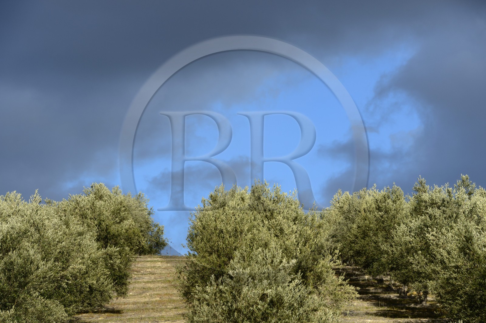 Espagne, Andalousie, province de Jaén, champs d'oliviers au sud de Martos entre Baena et Alcaudete