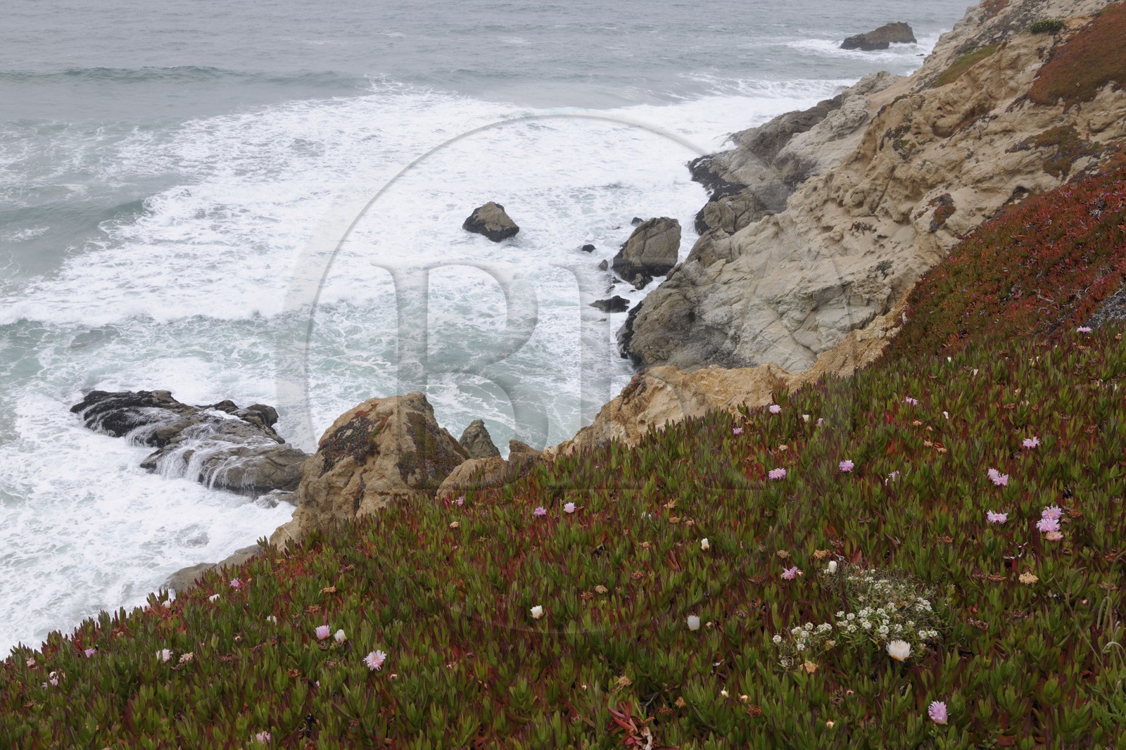 Etats-Unis, Californie, Moss Beach sur la Highway n°1 au sud de San Fransisco