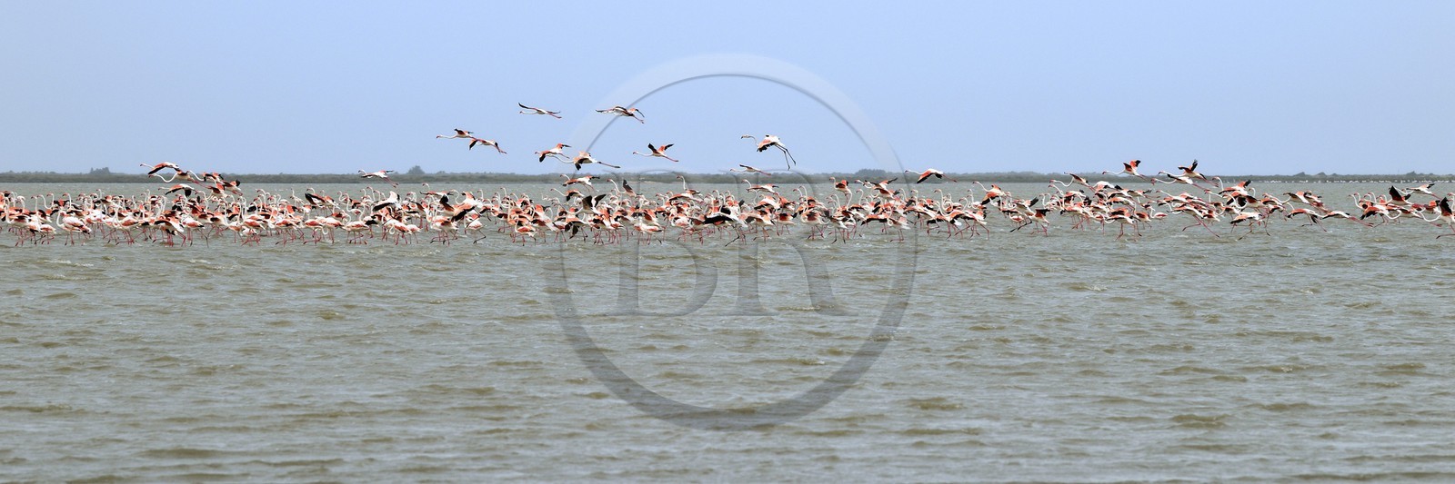 France, Bouches-du-Rhône (13), Parc naturel régional de Camargue, l’étang du Vaisseau, flamants roses (Phoenicopterus roseus)