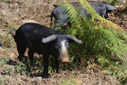 France, Haute Corse, Castagniccia, pigs in the wild