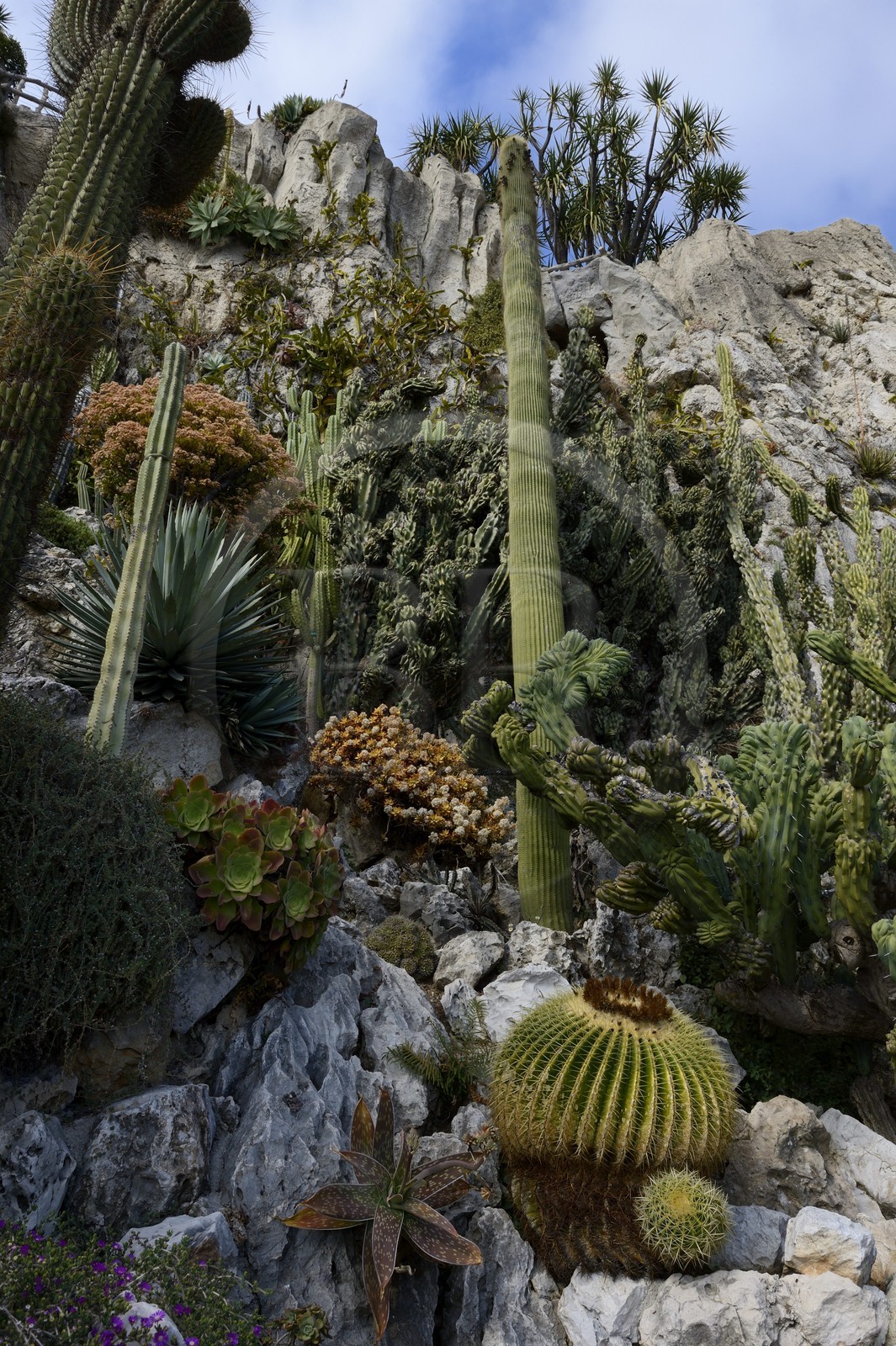 Principauté de Monaco, Monaco, le Jardin Exotique regroupant plusieurs milliers d'espèces de plantes succulentes