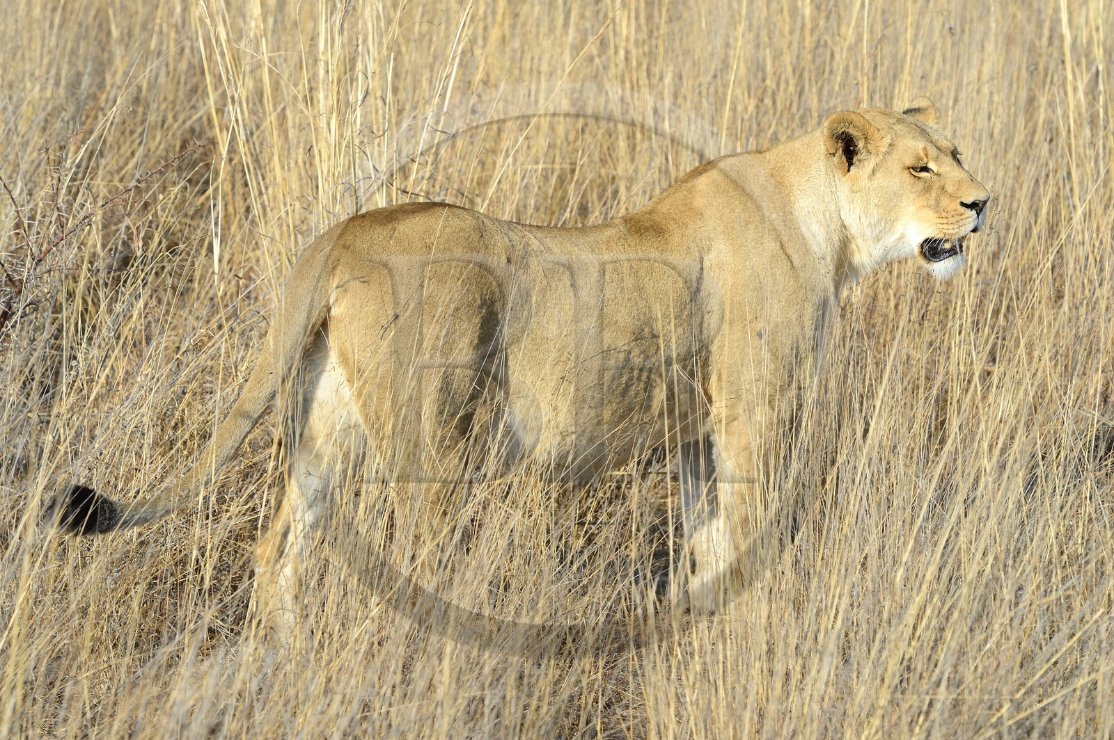Zimbabwe, province des Midlands, Gweru, Antelope Park qui abrite ALERT (African Lion and Environmental Research Trust), Zone 2, une des quatre jeunes lionnes (panthera leo) qui sera relachée en clan dans un parc national pour le repeupler