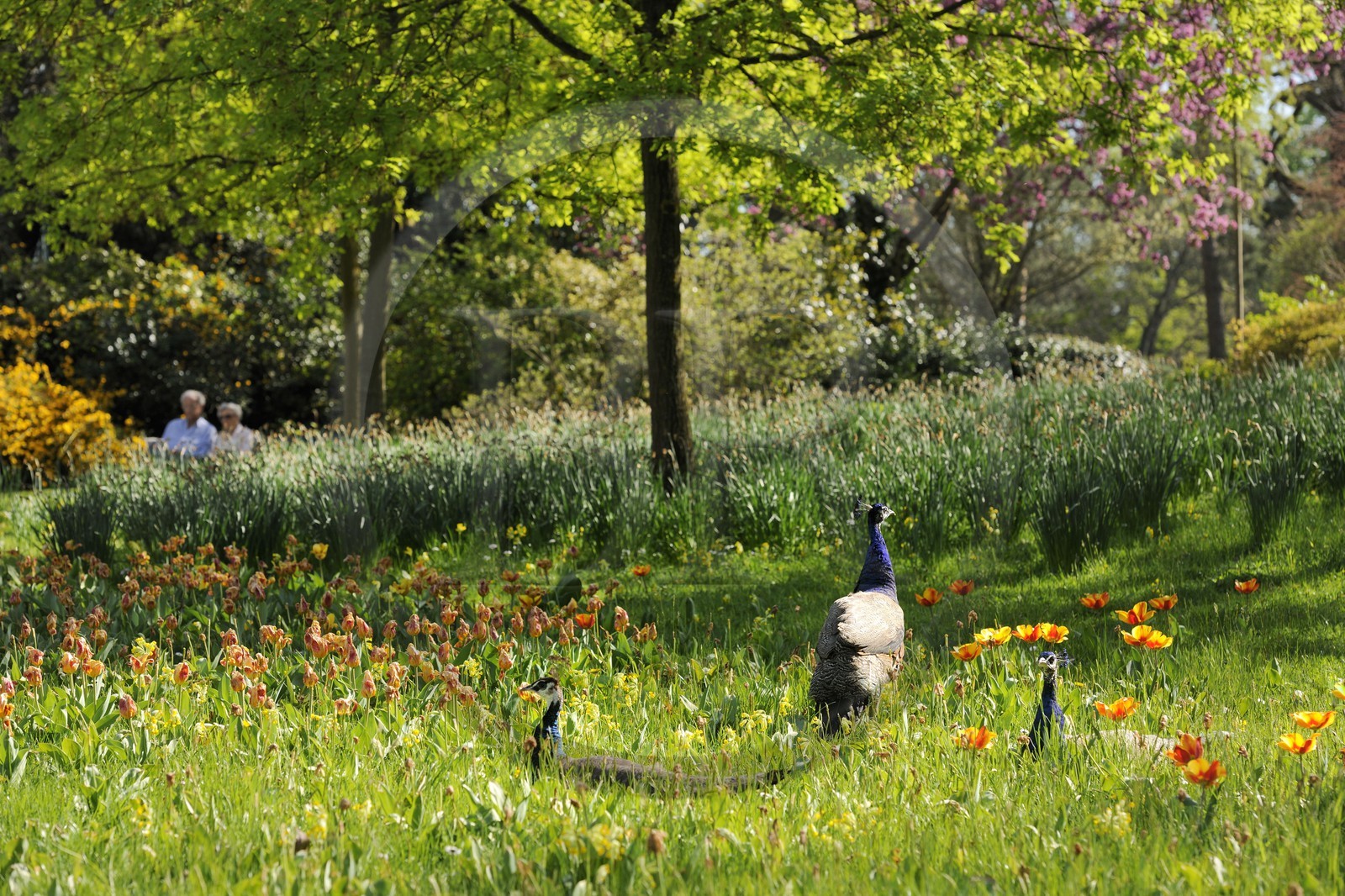 France, Paris (75), le Bois de Boulogne, parc de Bagatelle, paon