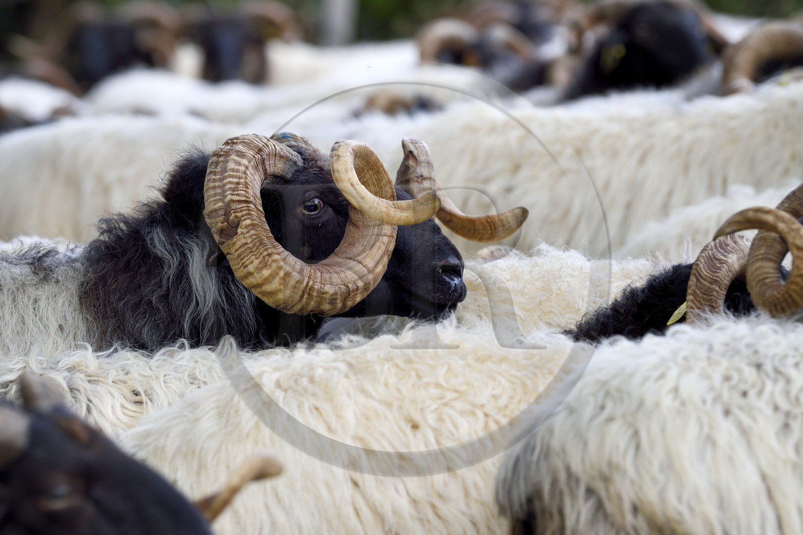 France, Pyrenees Atlantiques, Basque Country, Aldudes valley, Urepel, sheep, manech black head ram