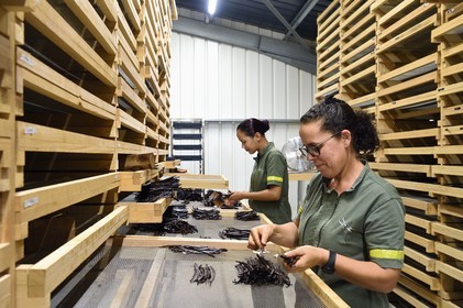 France, Reunion island (French overseas department), Saint Louis, Domaine de Bellevue, producer of organic vanilla, sizing vanilla pods