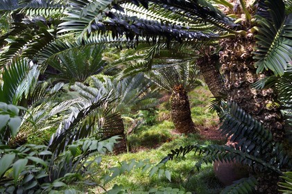 Portugal, Ile de Madère, Funchal, le jardin tropical Monte Palace, plantation de cica (encephalartos natalensis)