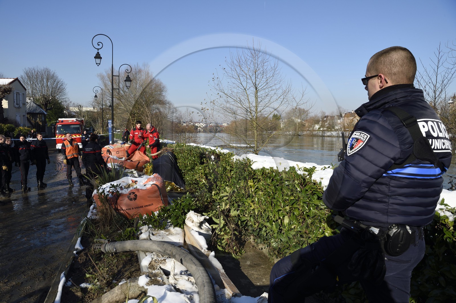 France, Val de Marne, the Marne riverside, Le Perreux sur Marne, a Highland Cow rescued from drowning in the Marne by firefighters