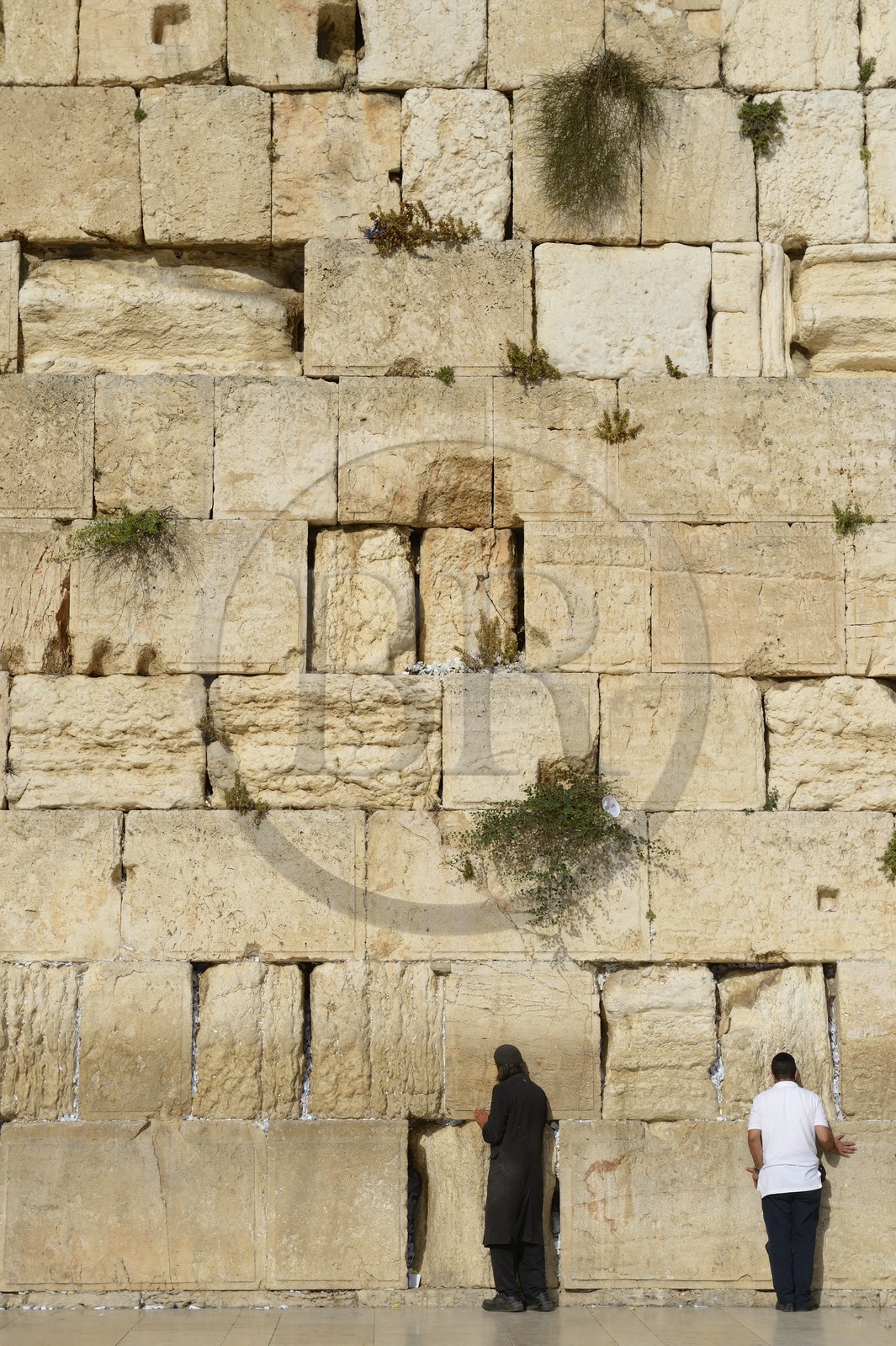 Israel, Jérusalem, ville sainte, vieille-ville classée Patrimoine Mondial de l'UNESCO, Mur des Lamentations ou mur occidental faisant partie des murs de soutènement de l'esplanade du Temple construite par Hérode Ier le Grand