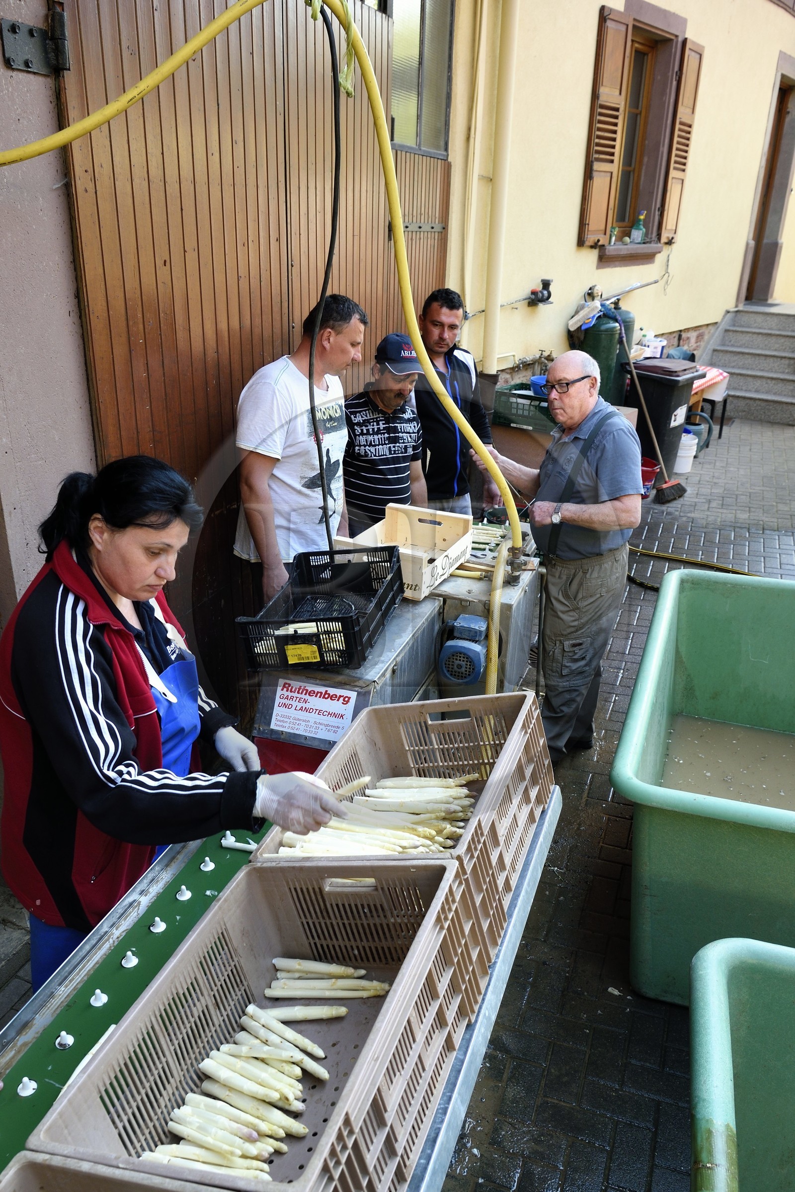 France, Bas-Rhin (67), Fessenheim-Le-Bas, Ferme Weckel, coupe et trie des asperges blanches