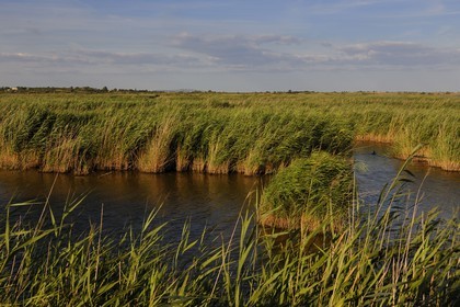 France, Hérault (34), région du Cap d'Agde, la Réserve Naturelle Nationale du Bagnas à l’ouest de l’étang de Thau