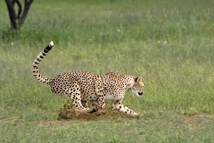 Namibia, Otjiwarongo, Cheetah Conservation Fund, research and education centre, cheetah (Acinonyx jubatus) chasing a lure to help give them exercise and keep them fit
