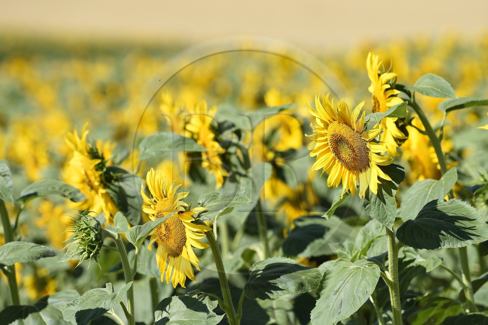 France, Bas-Rhin (67), Route des vins d'Alsace, Traenheim, champ de tournesols