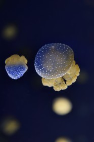 France, Charente-Maritime, La Rochelle, Aquarium La Rochelle, Compulsory Mention, white-spotted jellyfish (Phyllorhiza punctata)