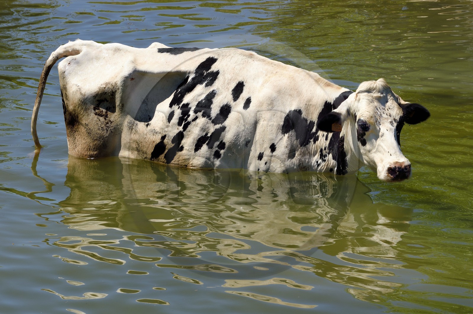 France, Meuse (55), Bannoncourt, vaches se baignant dans la Meuse