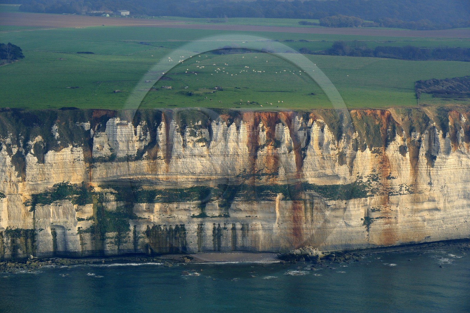 France, Seine-Maritime (76), troupeau de vaches le long des falaises au sud d' Etretat (vue aérienne)