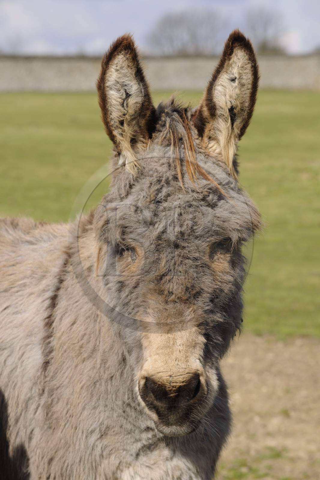 France, Yvelines (78), Saint-Cyr-l'Ecole, la ferme de Gally sur le Domaine de Versailles, âne Cotentin