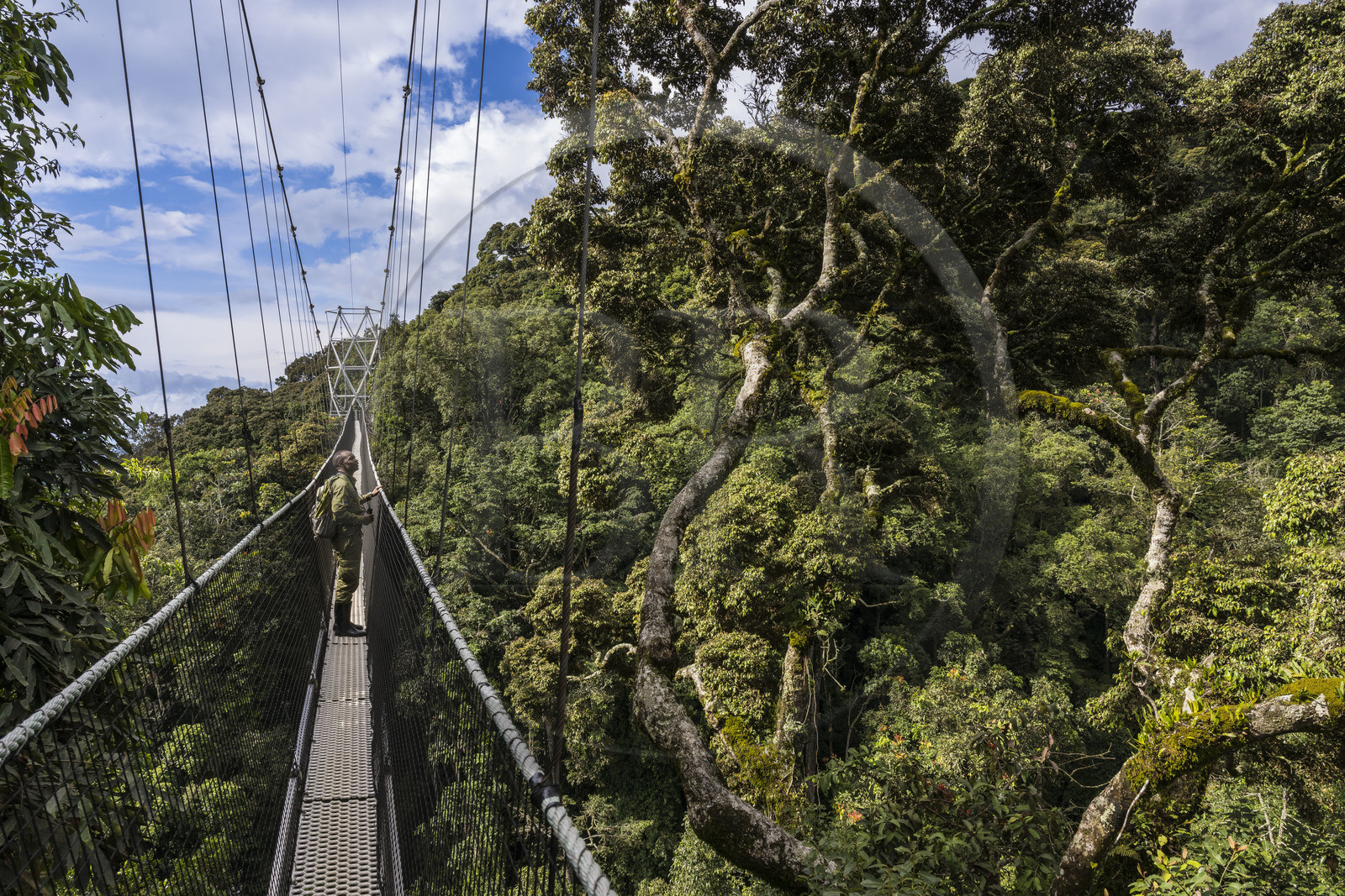 Rwanda, Province de l’Ouest, Colline Ibanda à Uwinka, Parc national de Nyungwe, le garde de African Parks Claver Mtoyinkima sur la Canopy walkway passerelle suspendue qui surplombe la canopée de la forêt tropicale à 70 mètres de haut, l'arbre Parinari excelsa à droite
