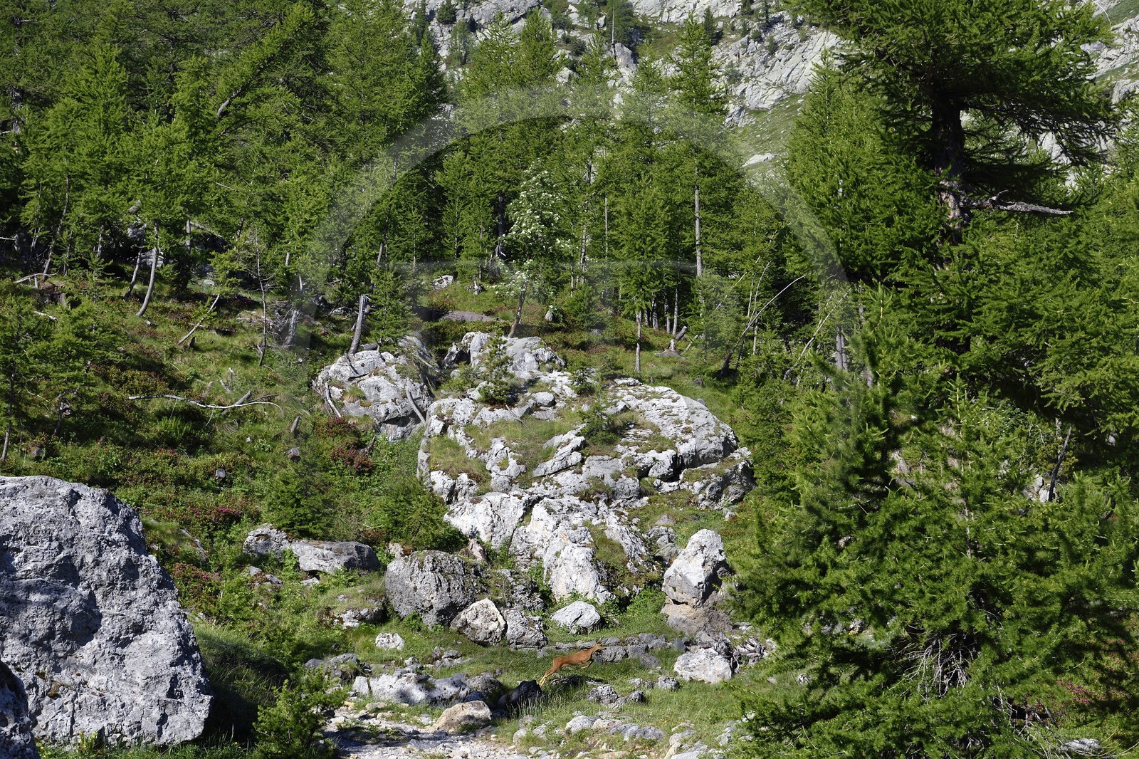 France, Alpes-Maritimes (06), parc national du Mercantour, vallon de la Minière en contrebas de la Vallée des Merveilles, un chamois bondit