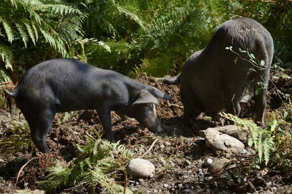 France, Haute Corse, Castagniccia, pigs in the wild