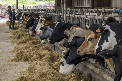 France, Vendée (85), Saint-Mesmin, ferme bio Epicoeur de la Rambaudière, troupeau de 70 vaches laitières élevées par Nicolas et Charlotte Audouin