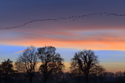 France, Indre (36), le Berry, parc naturel régional de la Brenne, Rosnay, étang de la Mer Rouge, grue cendrée (grus grus), vol au coucher de soleil