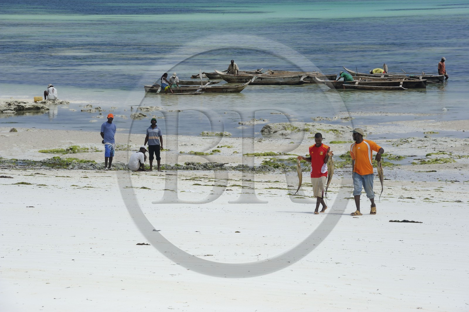 Tanzanie, archipel de Zanzibar, île de Unguja (Zanzibar), côte Sud-Est, Bwejuu, pêcheurs portant des poulpes