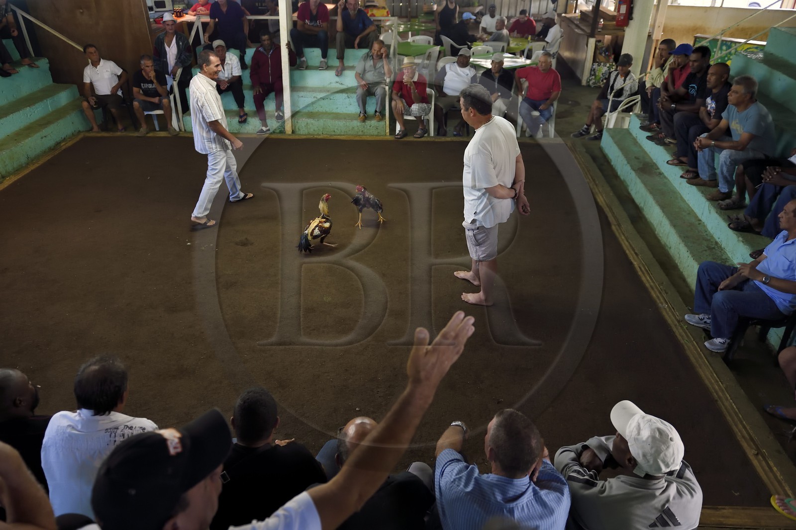 France, Reunion island (French overseas department), Petit Tampon, cockfight in the Rond de Coq