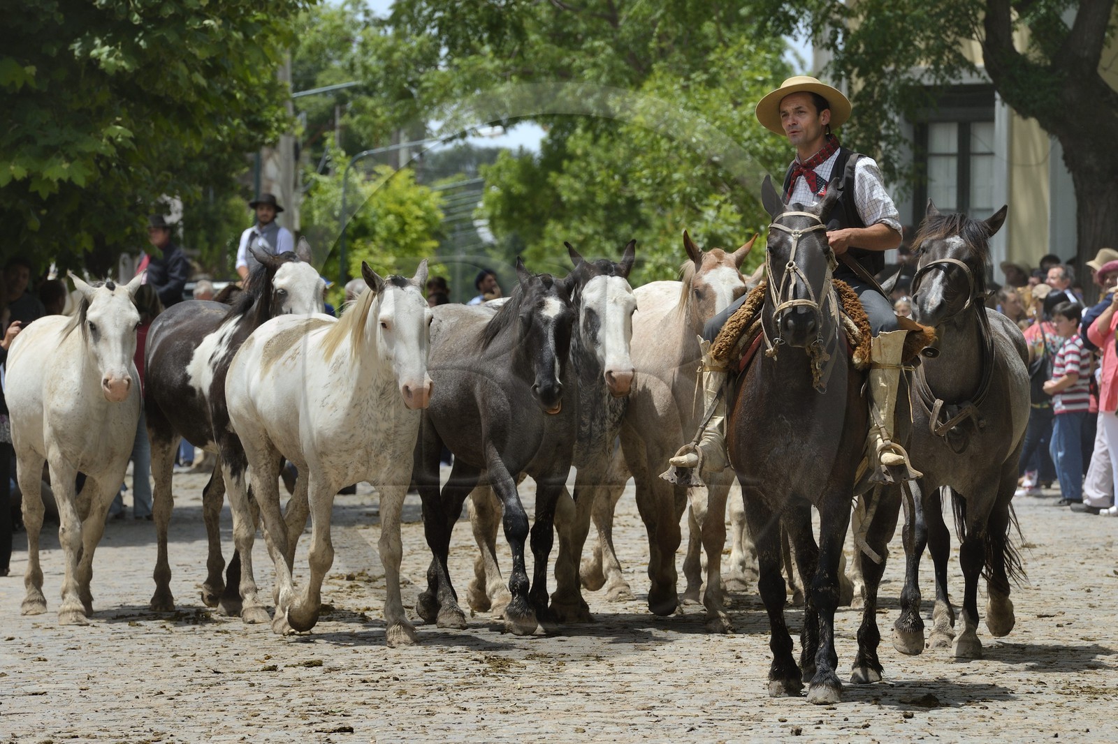 Argentina, Buenos Aires Province, San Antonio de Areco, Tradition Day festival (Dia de Tradicion), gaucho with his herd of horses