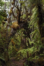 France, Ile de la Reunion, Saint Benoit, Parc national de La Reunion, classé Patrimoine Mondial de l'UNESCO, foret de Bébour, sentier de Bras Cabot
