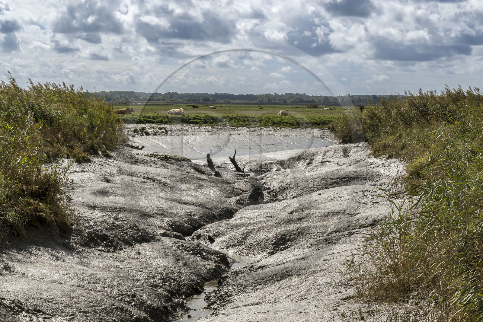 France, Loire-Atlantique (44), Lavau-sur-Loire, chenal envasé en bordure de l'estuaire de la Loire à marée basse