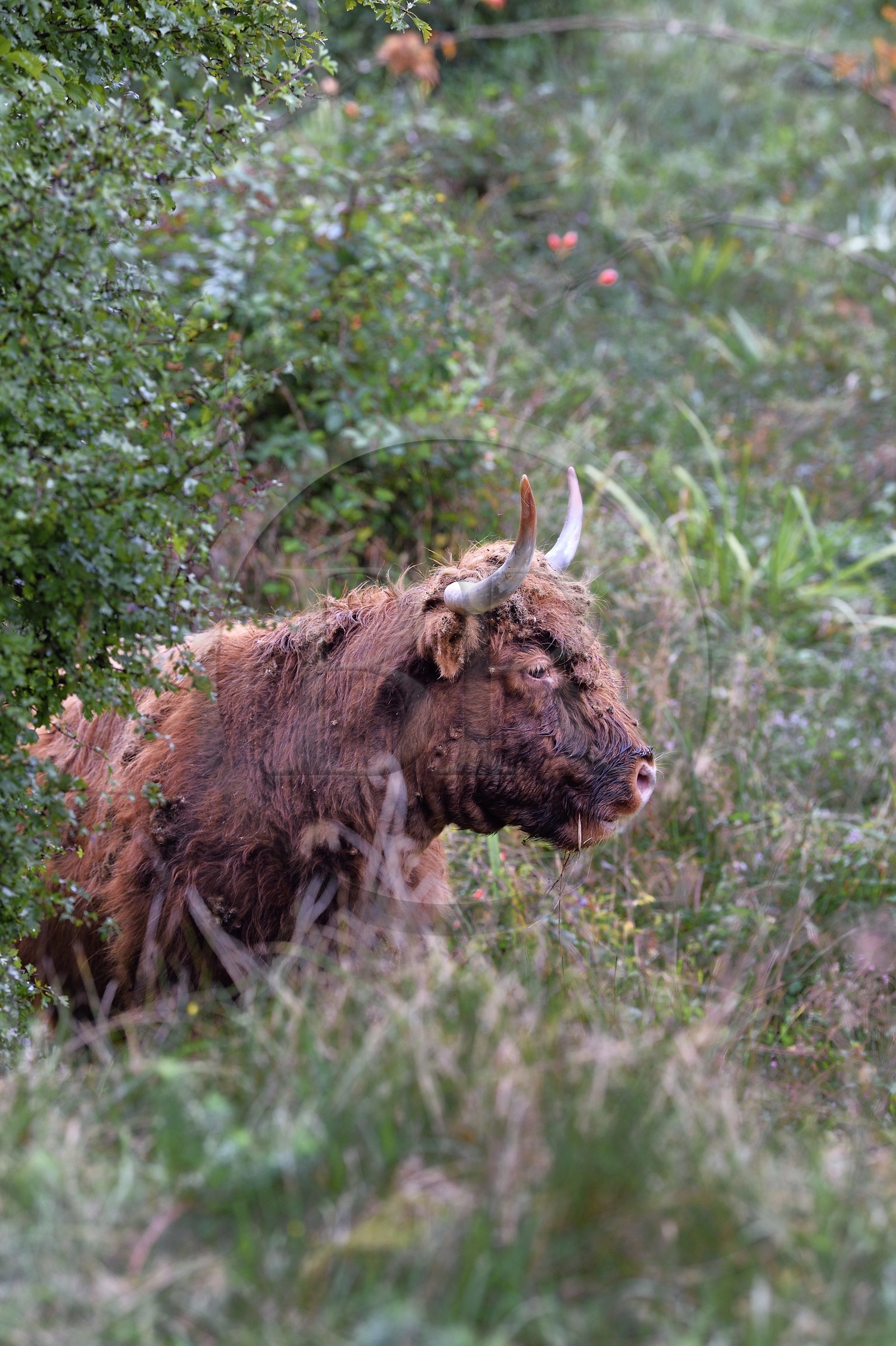 France, Bas-Rhin (67), Parc naturel régional des Vosges du Nord, Niedersteinbach, vaches highlands introduites dans les années 1990 pour débroussailler les friches humides de fonds de vallées