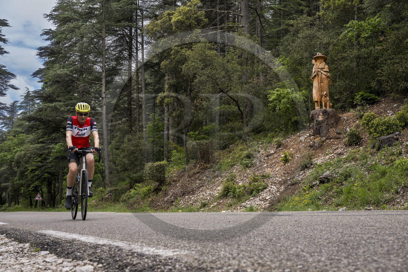 France, Vaucluse, Parc Naturel Regional du Mont Ventoux, Bedoin, bike ascent of Mont Ventoux by the D974 road on the southern slope, road through a thick oak forest