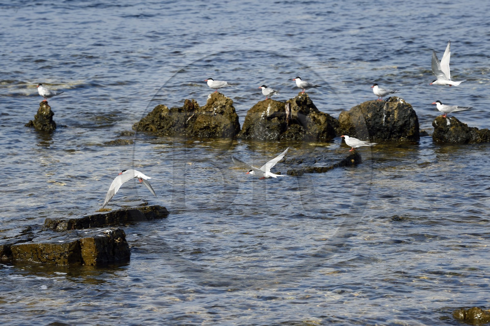 France, Alpes-Maritimes, Lerins Islands, Sainte-Marguerite island, domanial biological reserve, Pointe du Bateguier, common tern (Sterna hirundo)