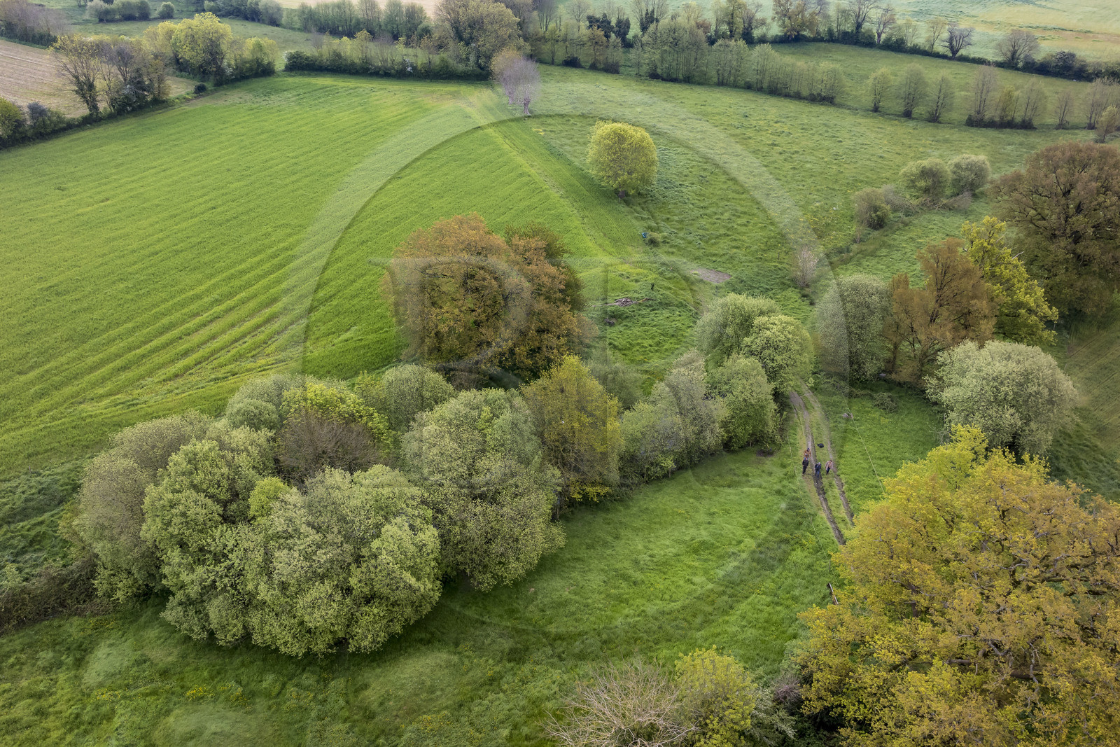 France, Vendée (85), Saint-Mesmin, ferme bio Epicoeur de la Rambaudière, Nicolas Audouin travaille a recréer le bocage détruit par les générations précédentes