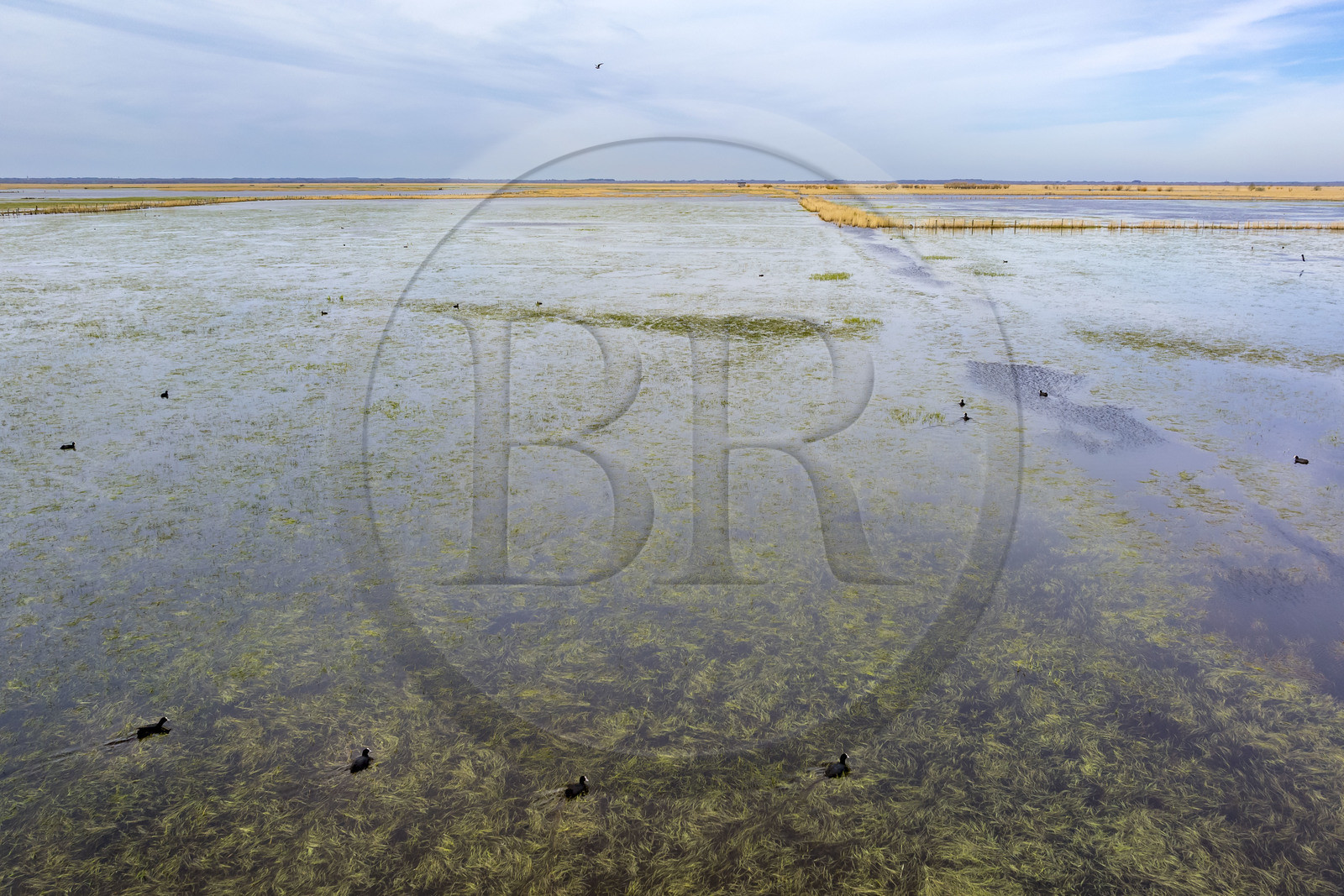France, Loire-Atlantique, Parc Naturel Regional de la Briere (Briere Natural Regional Park), Saint Malo de Guersac, the Brière marshes, moorhens (aerial view)