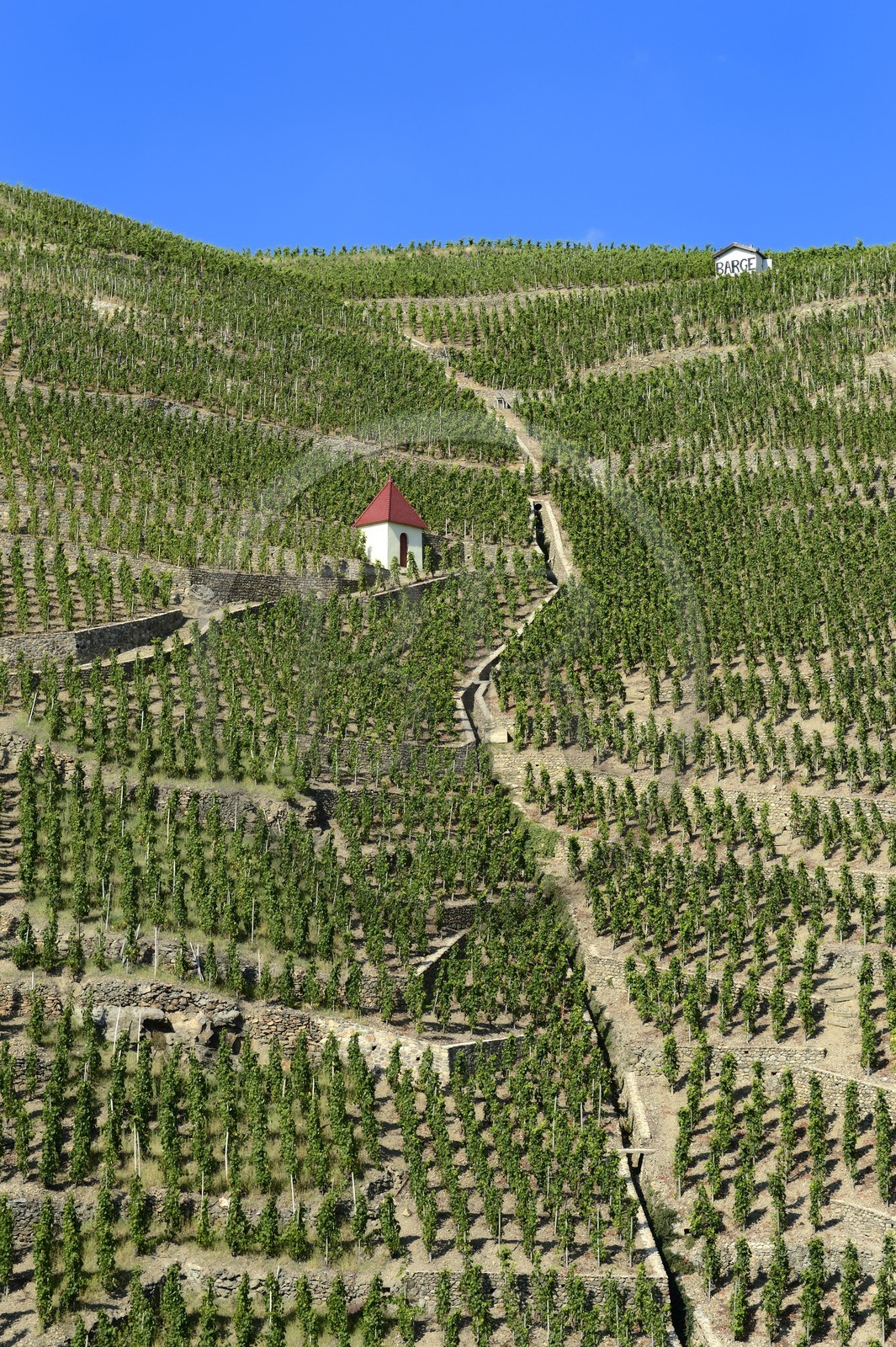 France, Rhône (69), Parc Naturel Régional du Pilat, Ampuis, vignoble AOC Côte Rôtie