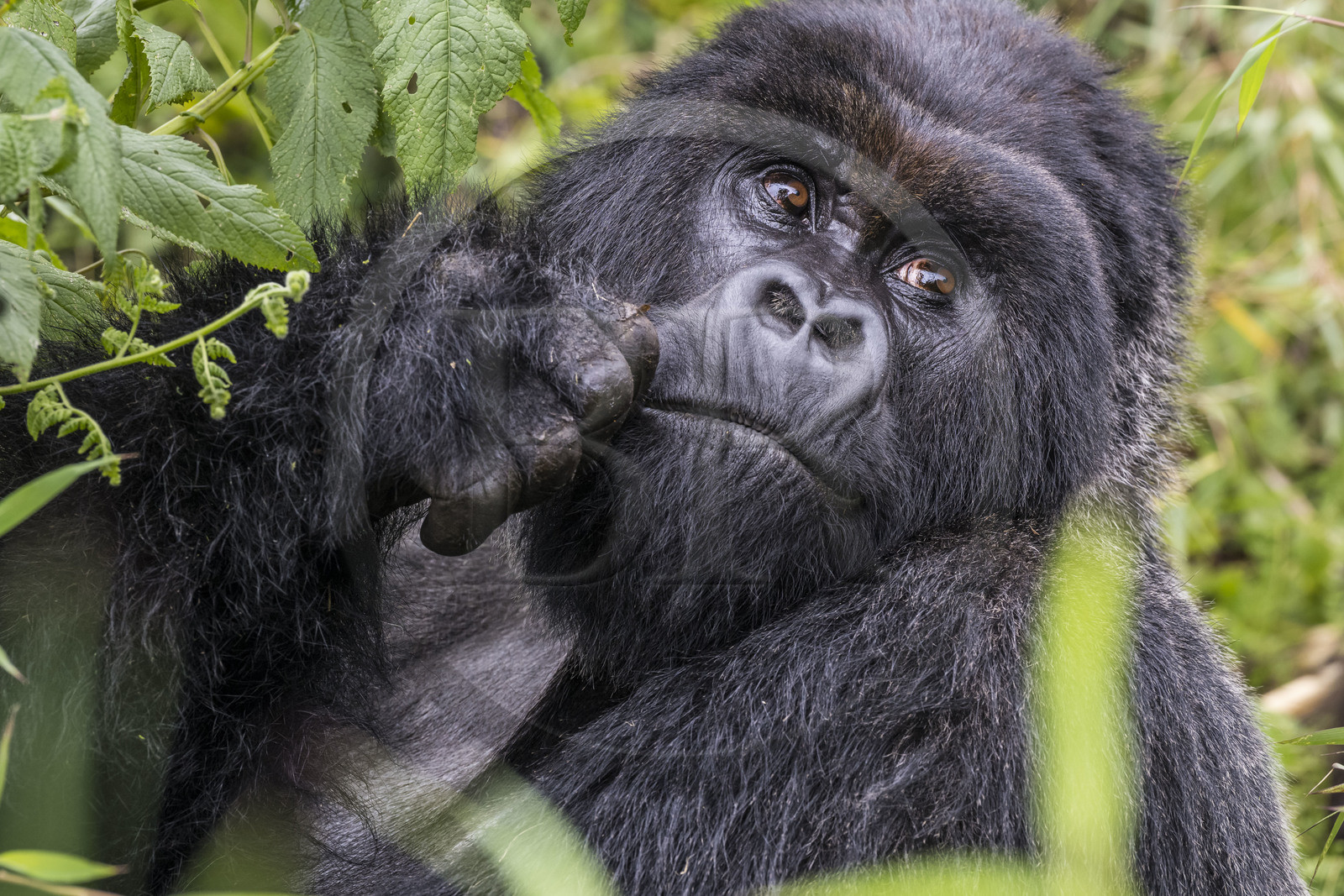 Rwanda, Province du Nord, Parc National des Volcans dans la chaine des Monts Virunga, mont Karisimbi, gorille des montagnes (Gorilla beringei beringei), dos argenté (silverback) nommé Impuzamahanga qui est le male dominant du groupe Susa