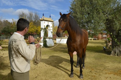 Spain, Andalusia, Seville Province, Utrera, the Ayala stud farm (Yeguada Ayala), Andalusian horse also known as the Pure Spanish Horse or PRE (Pura Raza Espanola)