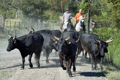France, Bouches-du-Rhône (13), Parc naturel régional de Camargue, Mas du Menage, manade Saint Antoine (Cauzel), gardians avec les taureaux camarguais appellés Raço di Biou
