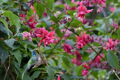 Panama, province de Chiriqui, Boquete, plantation de café Finca Lerida, colibri en vol stationnaire