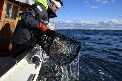 Suède, Västra Götaland, Iles Koster, sortie en mer pour récupérer les casiers à homards