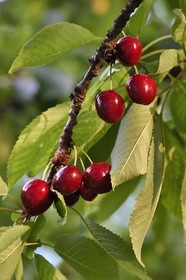 France, cherry tree (Prunus cerasus), cherries
