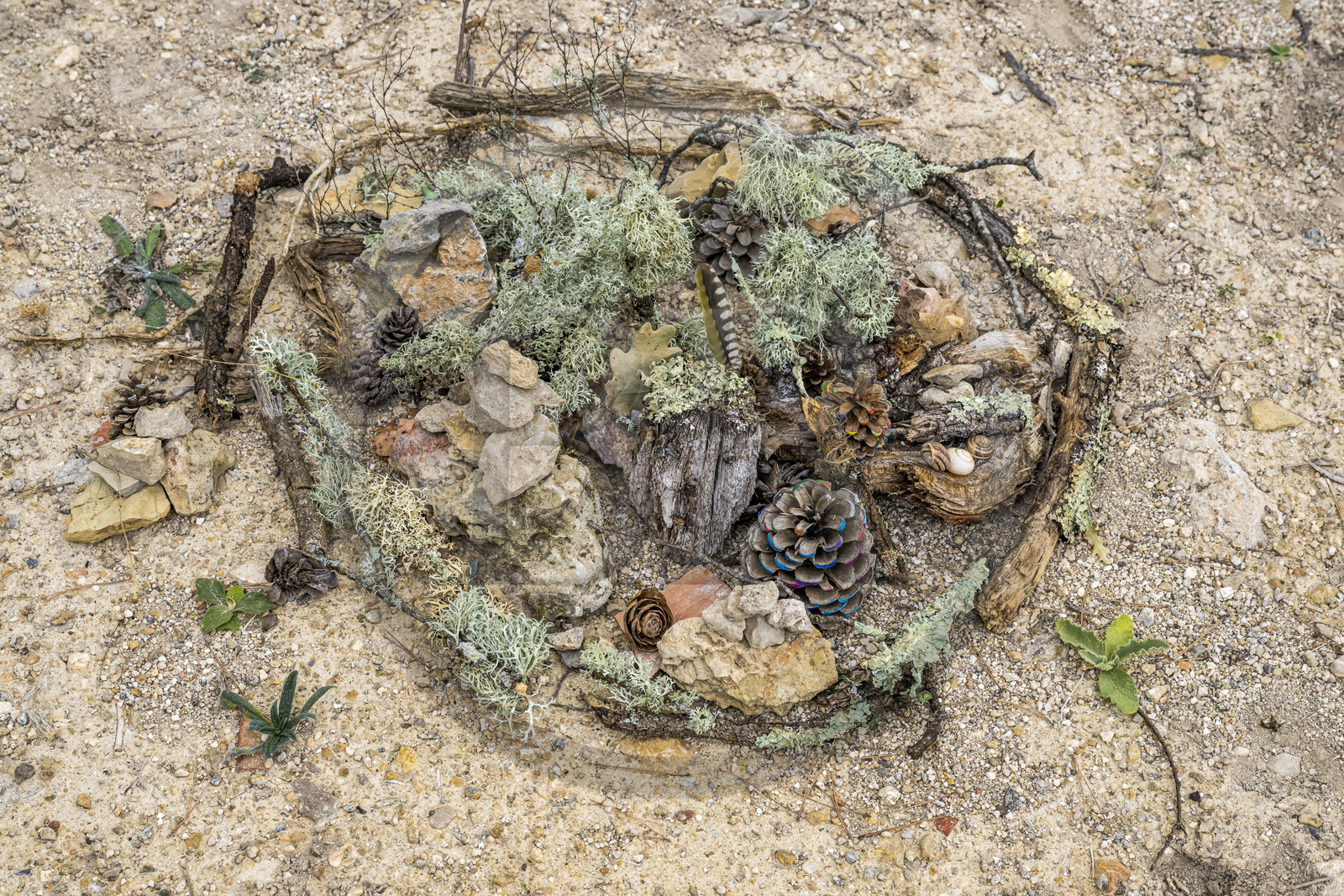 France, Var (83), Provence Verte, Bras, Académie du Bain de Forêt Provençale, forêt du domaine Le Peyrourier - une campagne en Provence, Constanze Coisne guide le Shinrin Yoku