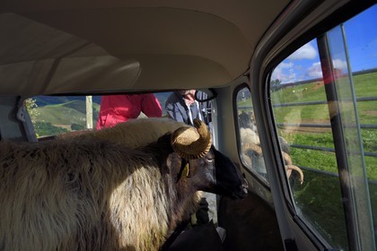 France, Pyrénées-Atlantiques (64), Pays-Basque, vallée des Aldudes, Urepel, brebis manech tête noire dans une renault 4L pour le transport