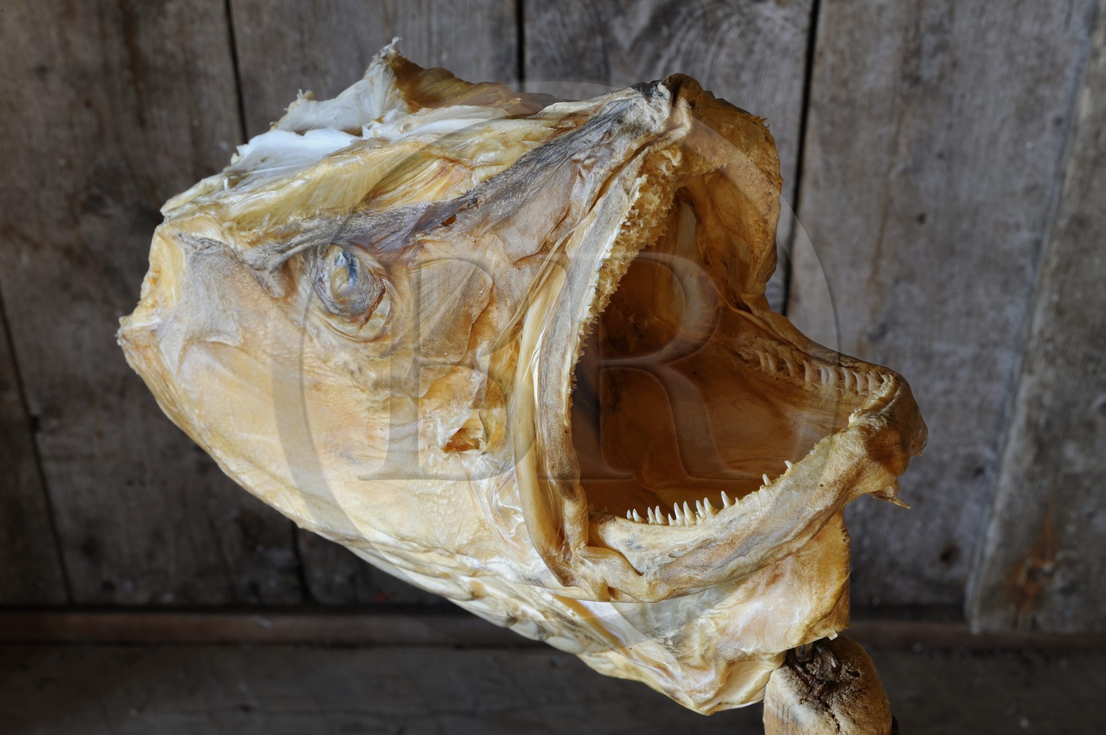 Norvège, Nordland, Iles Lofoten, commune de A (Å) à l'extrémité de Moskenesoy, musée de la pêche, tête de morue