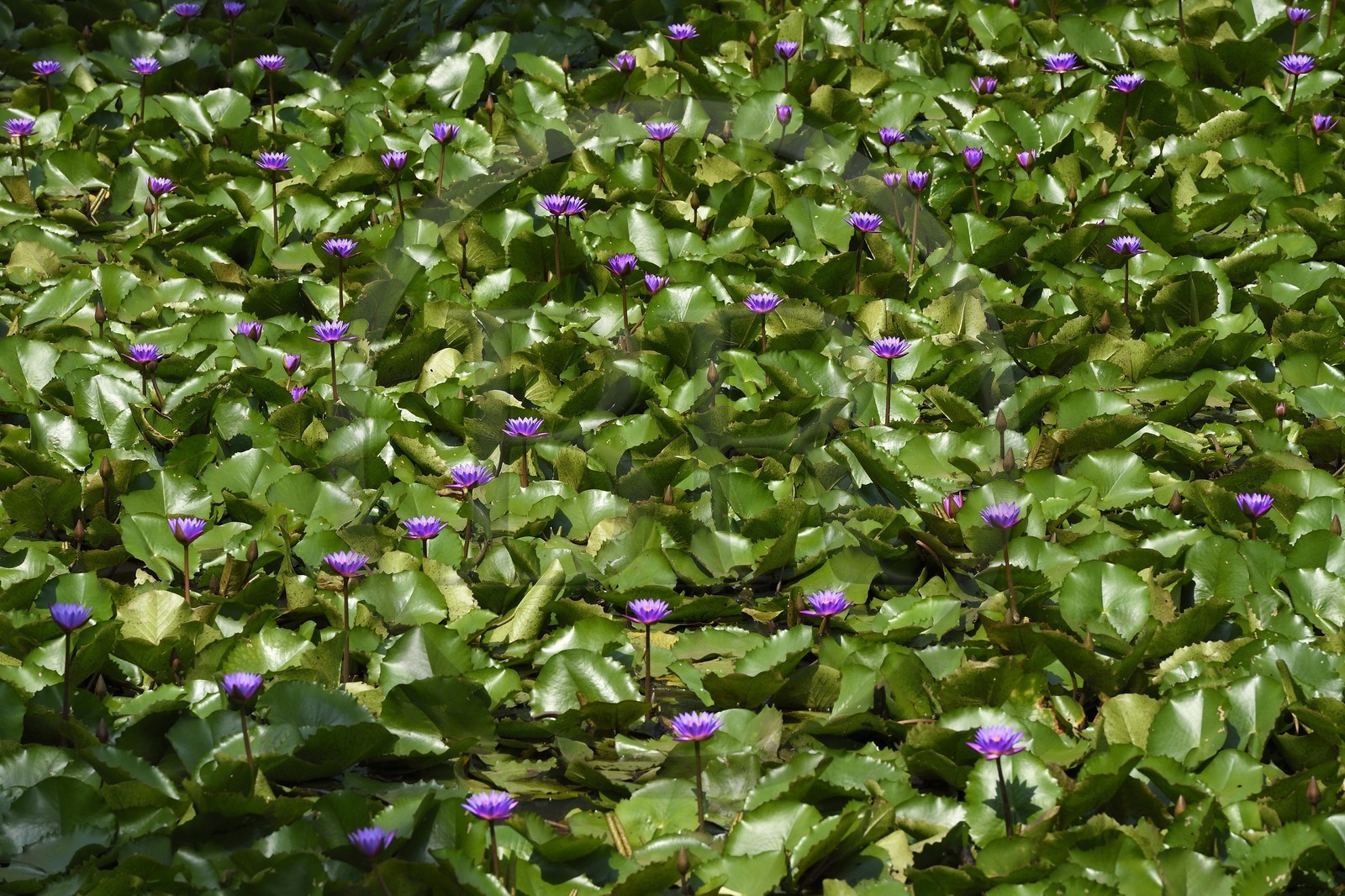Sri Lanka, province du Centre-Nord, Diyabeduma, étang aux lotus bleu (Nymphaea caerulea) ou nénuphars bleus