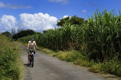 France, Ile de la Reunion, côte sud, Saint-Philippe, champ de canne a sucre